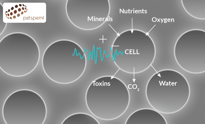 How PetsPEMF Therapy Promotes Healing & Comfort!