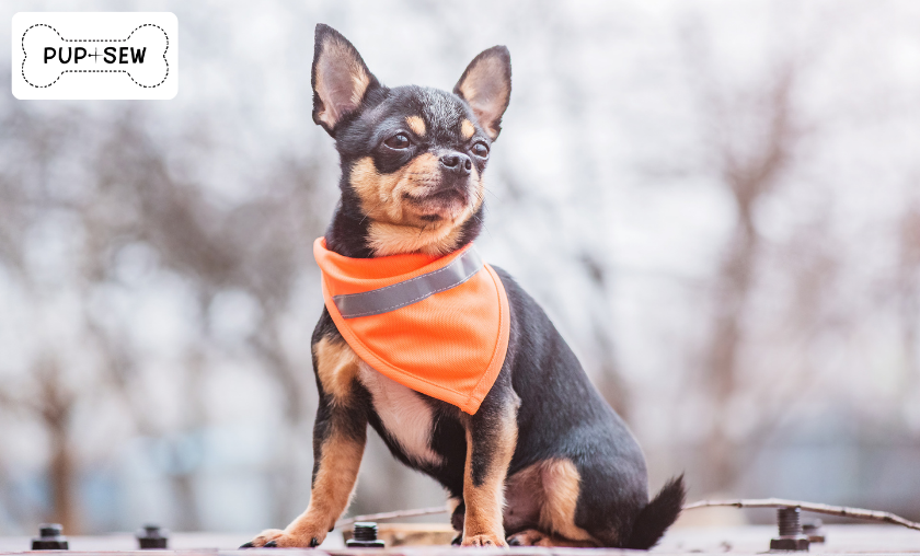 How PupSew Combines Comfort and Style for Pets!