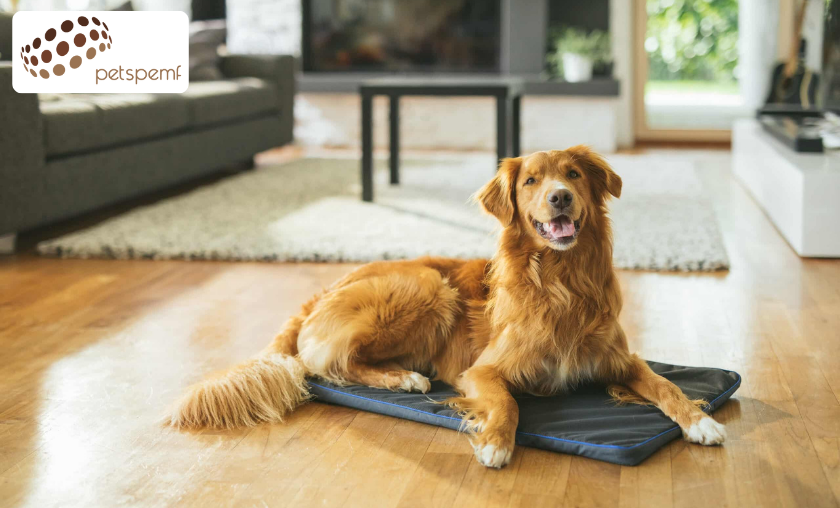 PetsPEMF Review: Wellness Technology for Pets!