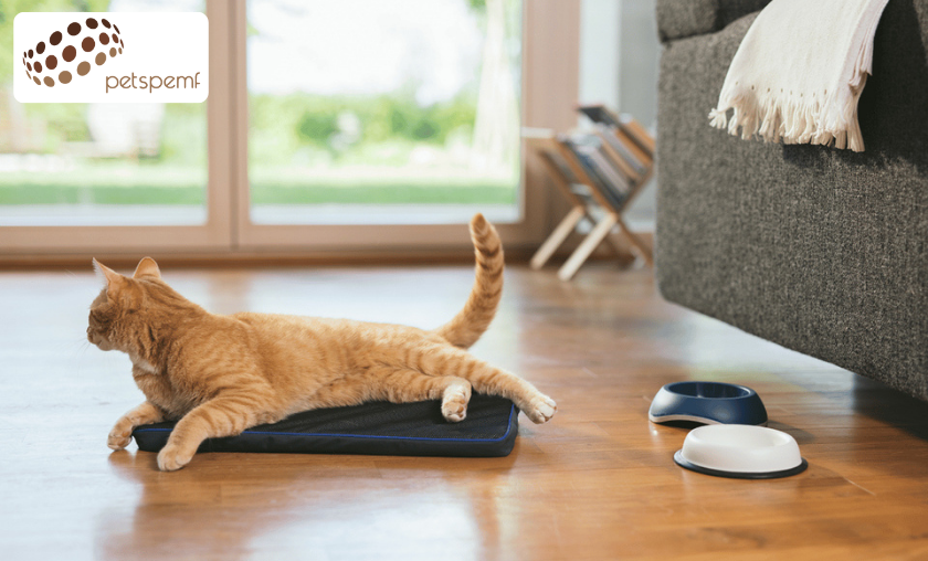 PetsPEMF vs Other Brands: How It Stands Out!