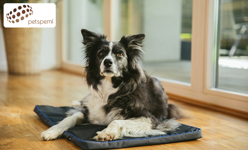 Why Shoppers Love PetsPEMF for Pet Health Support!