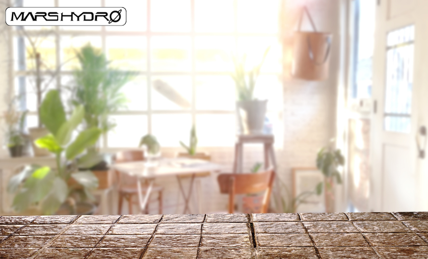 Mars Hydro Customer Reviews: Growers Share Their Success!