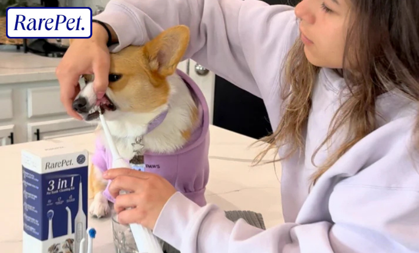 The Story of RarePet: Passion for Pet Wellness!