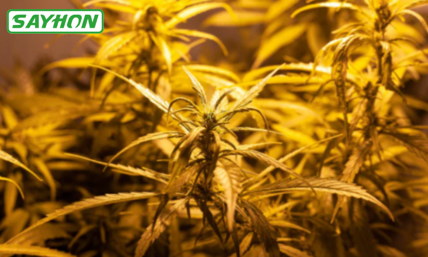 The Story of Sayhon: Growing With Light Innovation!