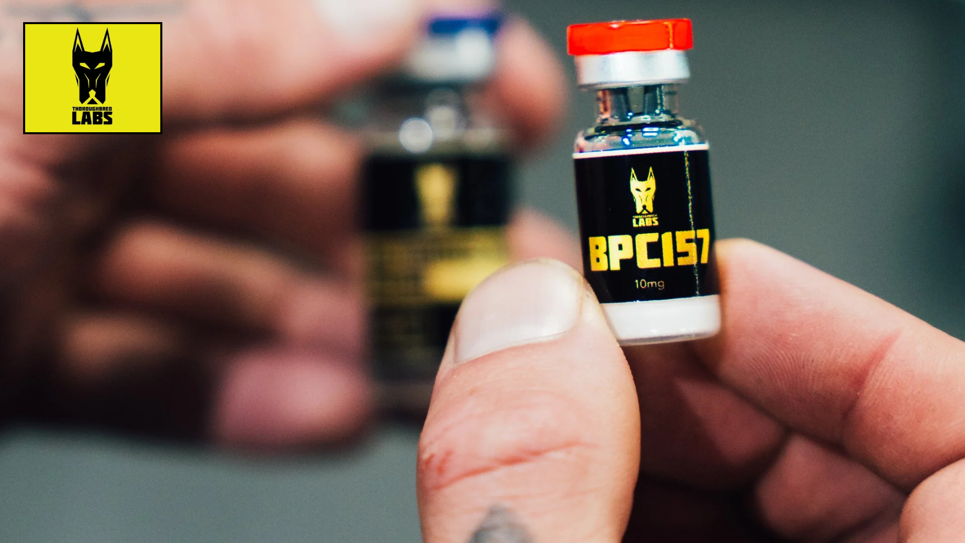 Thoroughbred Labs Review: Performance Meets Precision!