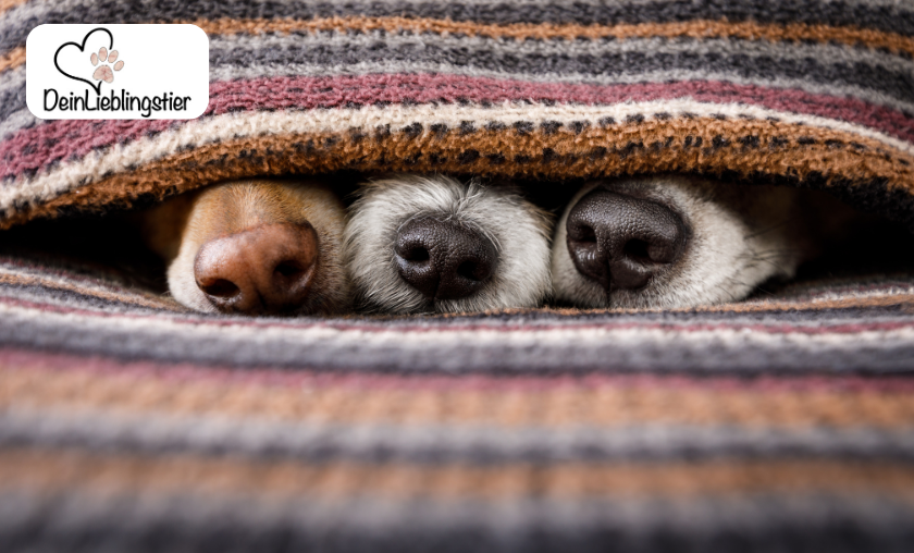 DeinLieblingstier Customer Reviews!