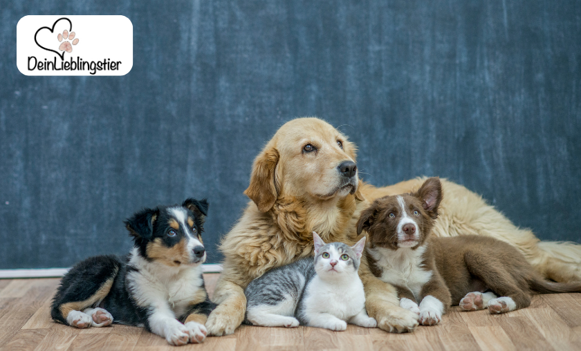 DeinLieblingstier Review: Pet Happiness Made Simple!