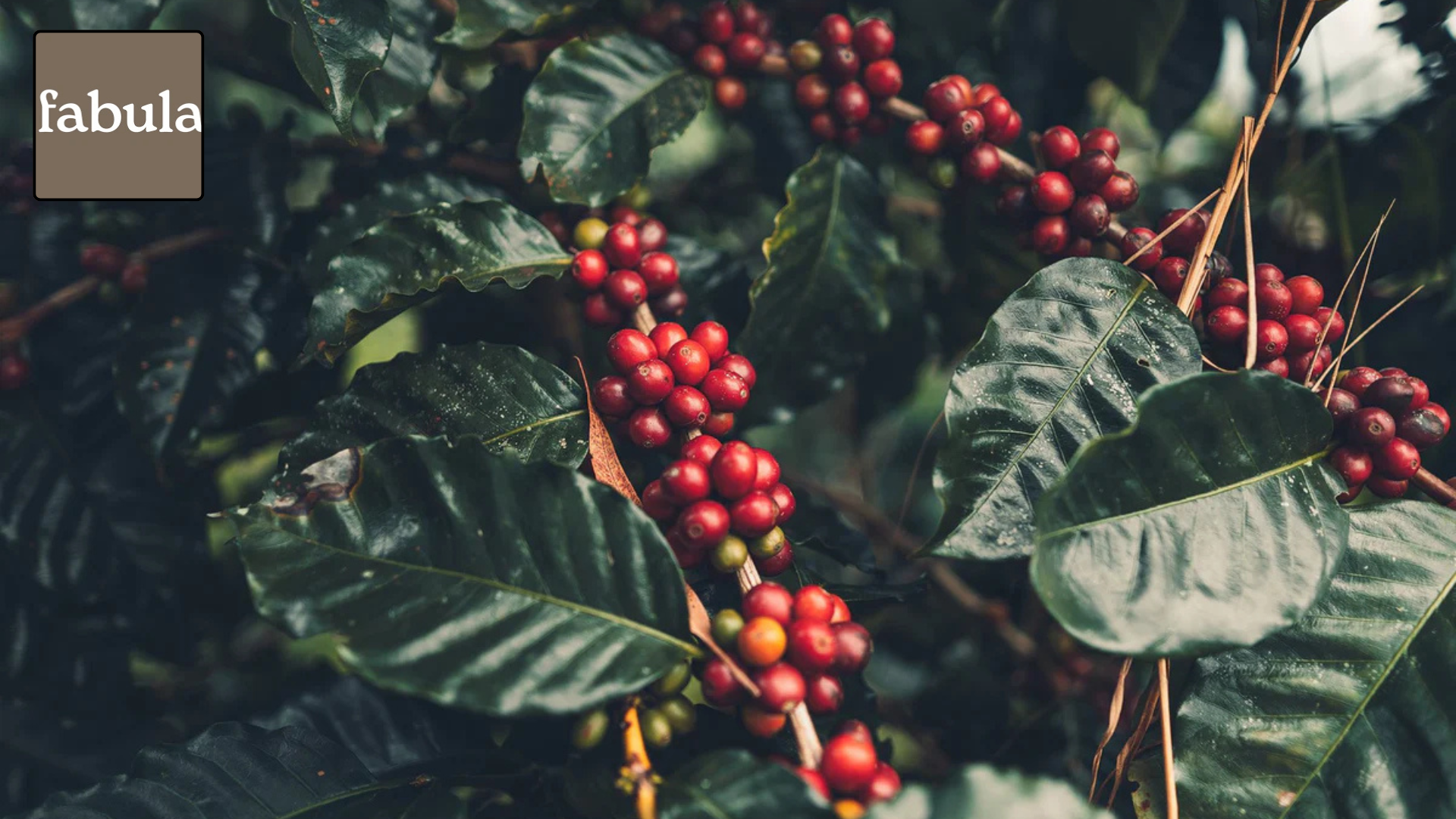 How Fabula Coffee Enhances Your Routine!