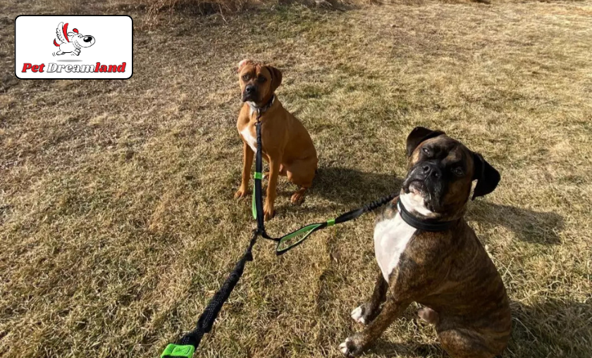 How PetDreamland Makes Walks Smarter!