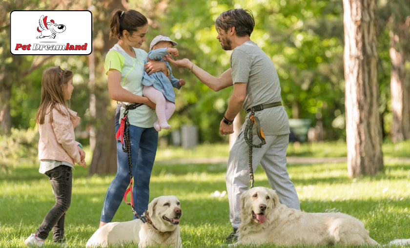 PetDreamland Customer Reviews!