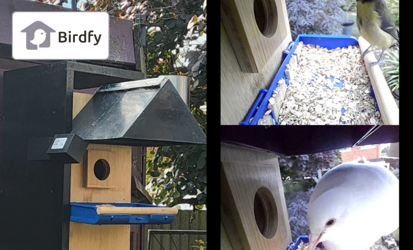 The Story of Birdfy!