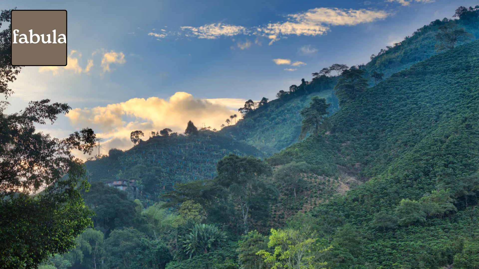 The Story of Fabula Coffee: Brewing Passion Into Every Cup!