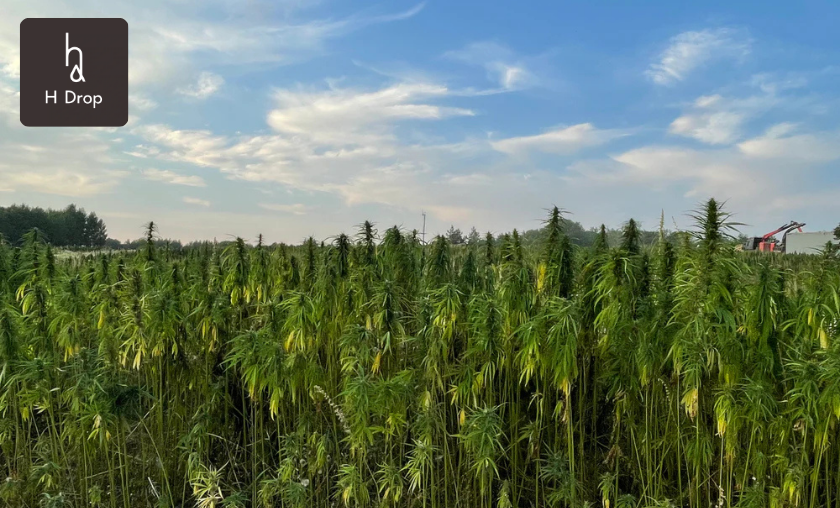 The Story of H Drop Lietuva!