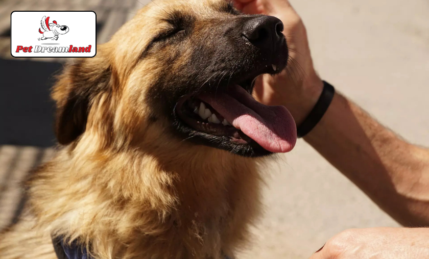 The Story of PetDreamland!