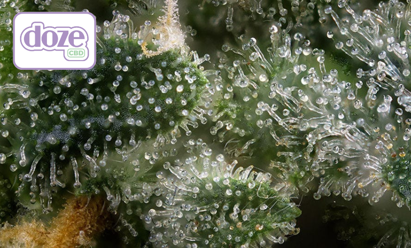 The Story of dozeCBD!