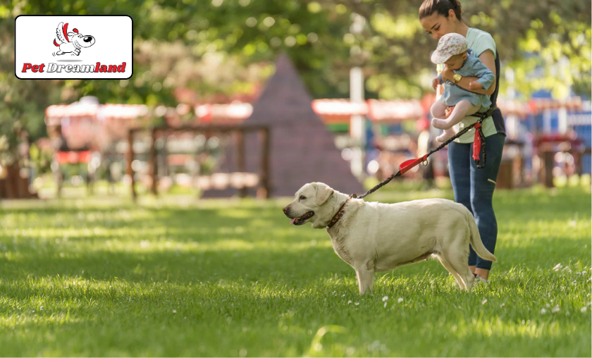 Why People Love PetDreamland!