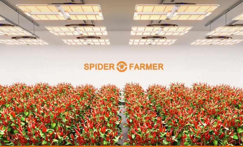 Spider Farmer Review: Grow Smarter, Not Harder!