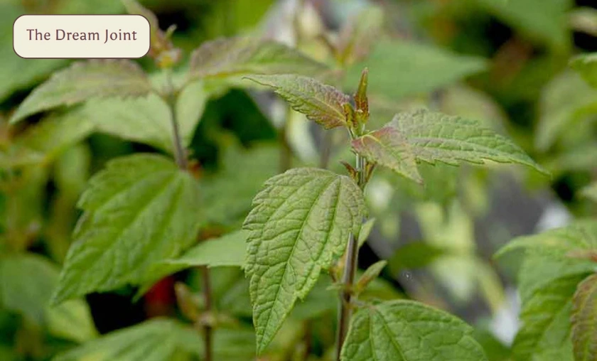 The Story Behind The Dream Joint!