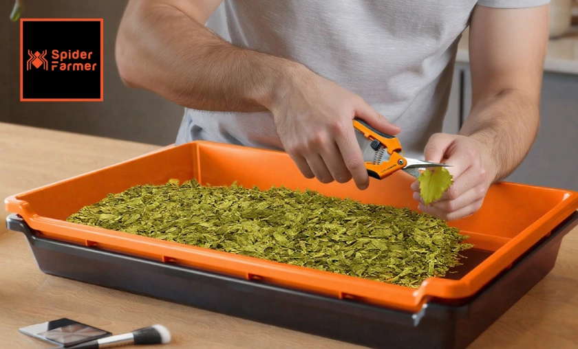 The Story of Spider Farmer!